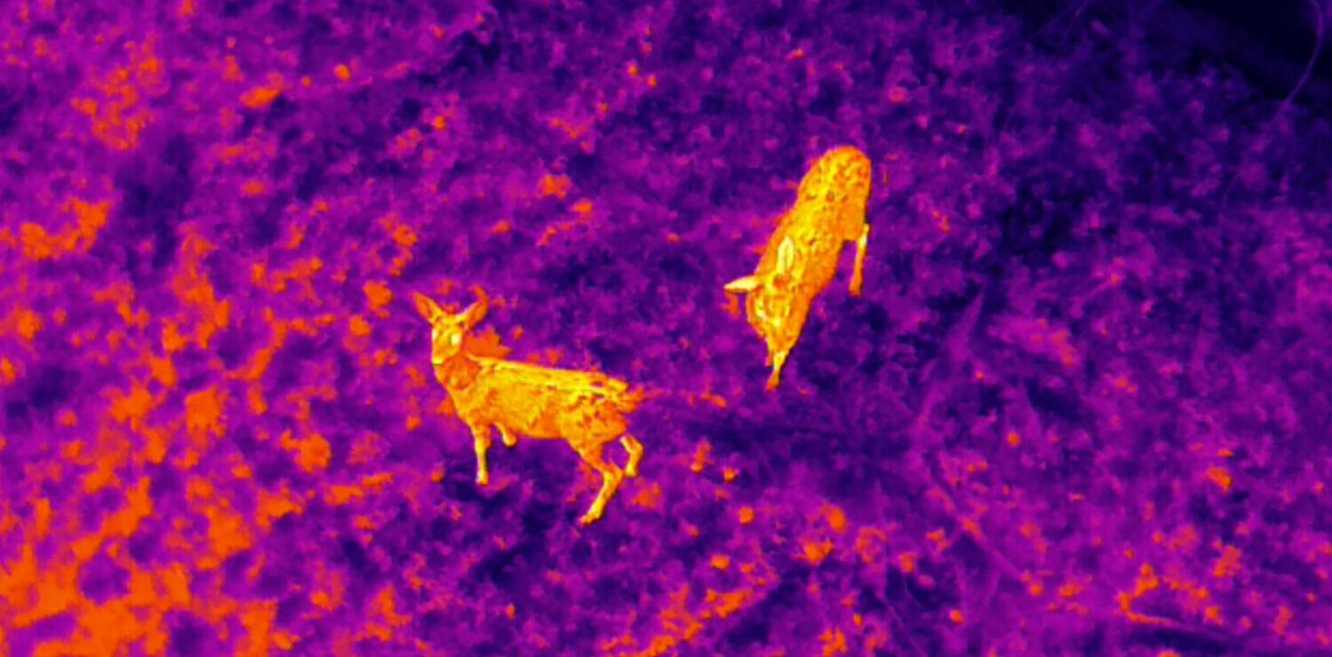 Thermal Fauna Surveys | TALONYX Thermal drone support for fauna surveys, habitat assessment and ecology projects.